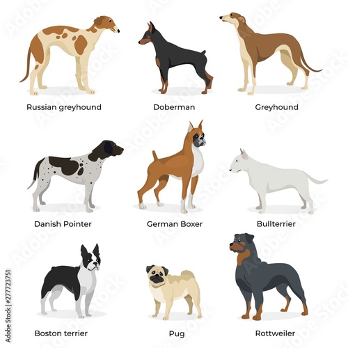 doberman greyhound