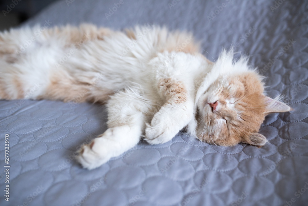 young cream tabby white ginger maine coon cat lying on side on gray blanket on the bed sleeping - obrazy, fototapety, plakaty 