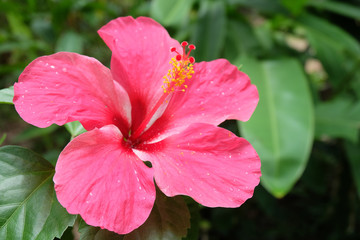 Wall Mural - macro shot of a beautiful and vibrant hibiscus flower. red hibiscus flower on a green background. in