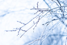 Frost Tree Bruck In Winter Day
