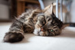 © Juhku - Maine coon cat lying on floor
