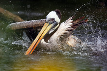 The Brown Pelican (Pelecanus Occidentalis) On The Surface Of The Pond. The Pelican Cleans Its Feathers And Shakes Water On The Dark Water.