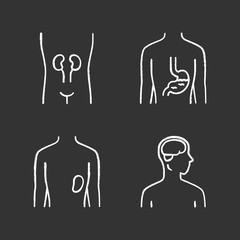 Poster - Healthy human organs chalk icons set. Kidney and spleen in good health. Functioning stomach. Wholesome brain. Internal body parts in good shape. Isolated vector chalkboard illustrations