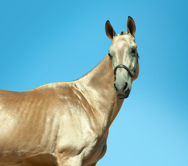 Wall Mural - golden buckskin akhal-teke horse portrait outdoors