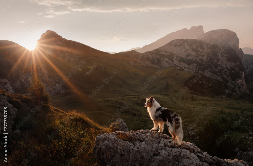 dog on the mountain at sunset. Travelling with a pet, Hiking. Australian shepherd in nature - obrazy, fototapety, plakaty 