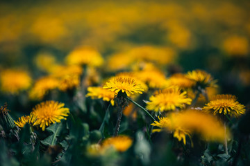 Dandelion field on Summer time