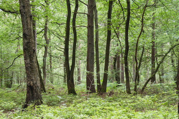 Paimpont forest in Brittany, France,