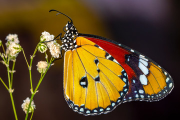 Closeup   beautiful butterfly sitting on flower.