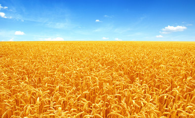 Wall Mural - golden wheat field with blue sky