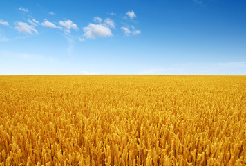 Wall Mural - golden wheat field