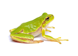 green tree frog isolated on white