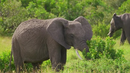 Wall Mural - elephant eating, africa