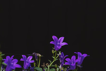 Detail Of Campanula Purple Flower With Dark Background