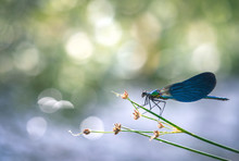 Blue Dragonfly Calopteryx Splendens Blur Bokeh Background