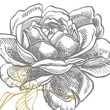 Roses. Hand Drawn Flower Set Illustrations. Botanical Plant Illustration. Vintage Medicinal Herbs Sketch Set Of Ink Hand Drawn Medical Herbs And Plants Sketch.