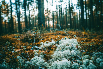 Beautiful details of the forest; moss grows in a pine forest.