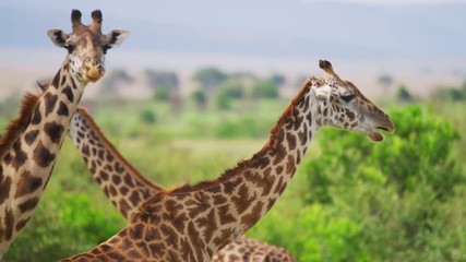 Wall Mural - close up view of giraffes, africa
