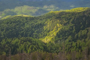 Beautiful spring mountain landscape. Nicely lit by the sun green forests on the hills.