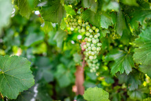 Alamogordo, New Mexico Vineyard Grape Vine Farm And Closeup Of Green Unripe Grapes For Wine With Bokeh Background