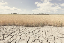 Dry And Arid Land With Failed Crops Due To Climate Change And Global Warming.