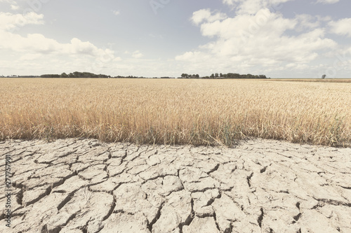 Cuadros en Lienzo Dry and arid land with failed crops due to climate change and global warming