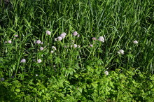 Kozłek Lekarski, Waleriana, Kwitnące Rośliny W Naturalnym środowisku, Valeriana Officinalis