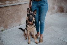 Cute German Shepherd Standing On Cobblestone Pavement With Crop Owner Standing Near