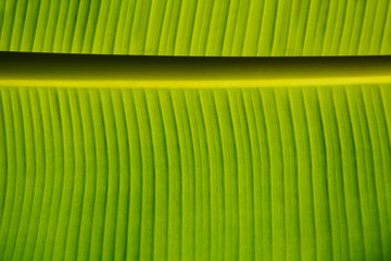 Wall Mural - Texture Background Of Backlight Fresh Green Banana Leaf.