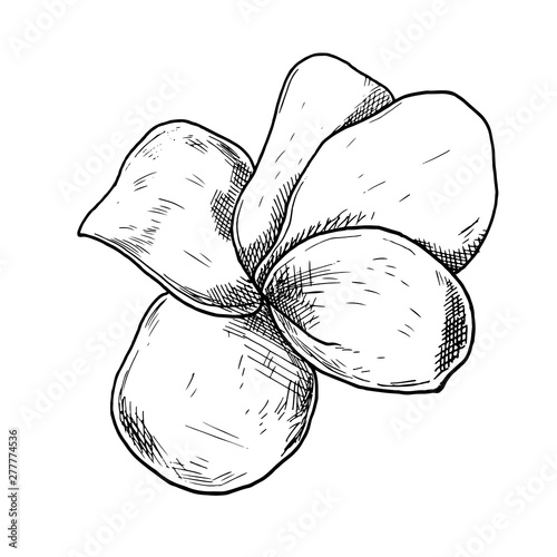 Vector Illustration Of Beautiful Plumeria Drawing Spring Flower Isolated On White Background Sketch Hand Drawn Buy This Stock Vector And Explore Similar Vectors At Adobe Stock Adobe Stock,Female Sitting On Chair Poses Drawing