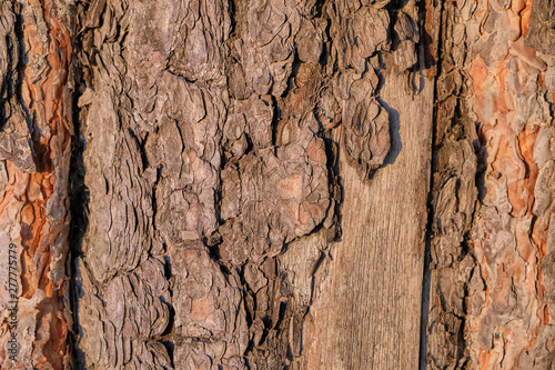 Rough Dark Wood Bark Texture With Deep Cracks Old Tree Bark Surface Closeup Weathered Wooden Bark Backdrop Natural Background Buy This Stock Photo And Explore Similar Images At Adobe Stock