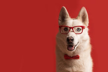 Lovely Siberian Husky Dog Wearing Glasses And Red Bow Tie Isolated Against Red Background. Cool Funny Dog. Copy Space
