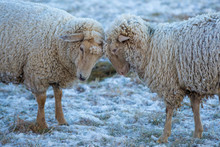Two Sheep Sticking Their Heads Together On A Frosty Winter Morning Their Fur Covered In Ice And Snow