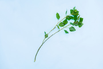 Young thin branch of popplar with green leaves in blue background. Youth, spring and nature associated image of tender cottonwood leaves in vivid background
