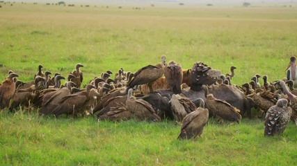 Wall Mural - ruppell's vultures and a carcass