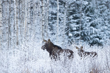 Female Moose (alces Alces) With A Calf