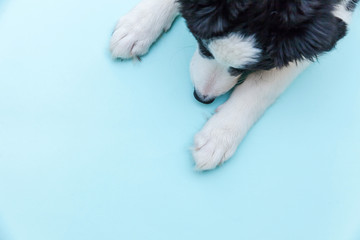 Wall Mural - Funny studio portrait of cute smilling puppy dog border collie isolated on blue background. New lovely member of family little dog gazing and waiting for reward. Pet care and animals concept