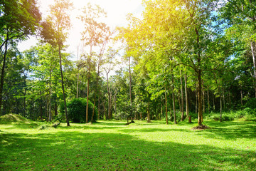 green park beautiful sunrise tree in summer at outdoor with tree and field - Bright sunny day in the garden meadow and ecology green nature environment