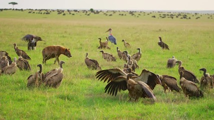 Wall Mural - ruppell's vultures and a hyena in maasai mara