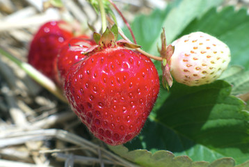 strawberries field red and white organic fruits natural sugar dessert