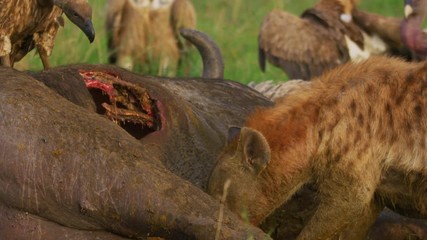 Wall Mural - eating a carcass in maasai mara