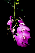 Purple Orchids Isolated On Black Background