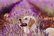 Adorable Golden Retriever dog in lavender field at sunset. Beautiful portrait of young dog. Pets outdoors and lifestyle