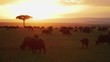 African buffaloes in the savannah at sunset