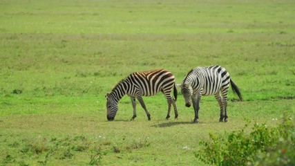 Wall Mural - zebras grazing