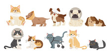 Injured Cartoon Dogs And Cats
