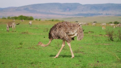 Wall Mural - female ostrich in maasai mara