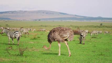 Wall Mural - ostriches and zebras in maasai mara