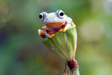 Fototapeta Zwierzęta - flying tree frog, wallace frog, rhacophorus reinwardtii
