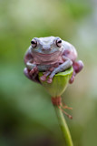 Fototapeta Zwierzęta - Dumpy frog,  green tree frog, papua green tree frog