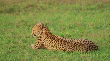 Wall Mural - cheetah resting in the grass